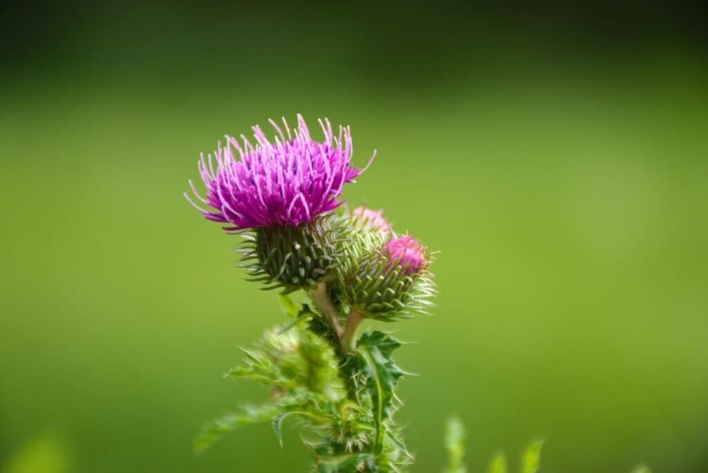 Milk thistle and natural liver-support ingredients