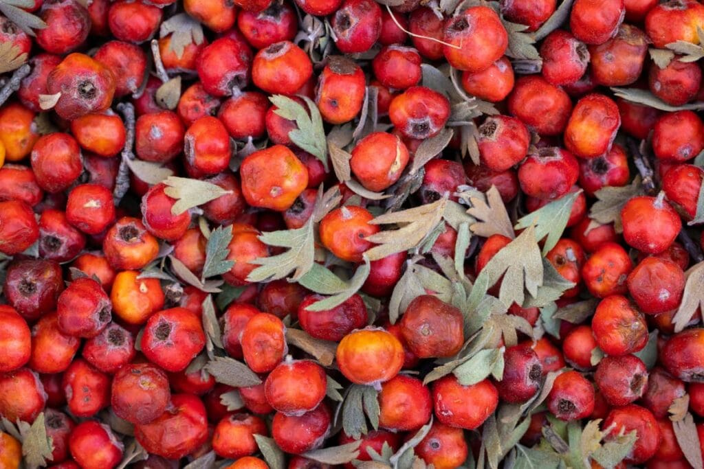 Hawthorn berries and olive leaves, natural ingredients used in heart-health supplements
